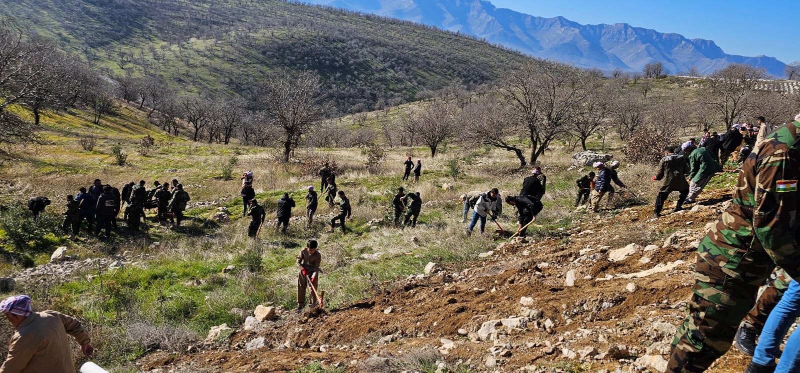 Members of the Mergasor environmental protection forces and locals take part in planting eight thousand oak trees, Dec. 30, 2023. (Photo: Tayfur Mohammad/Kurdisatn24)